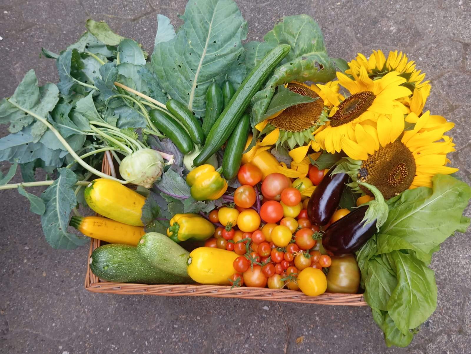 Ein Weidenkorb auf dem Hofpflaster, gefüllt mit Tomaten in Rot und Gelb, Gurken, gelben und grünen Zucchini, Paprika, Auberginen, Kohlrabi und Kohlblättern; obenauf liegen drei Sonnenblumen.