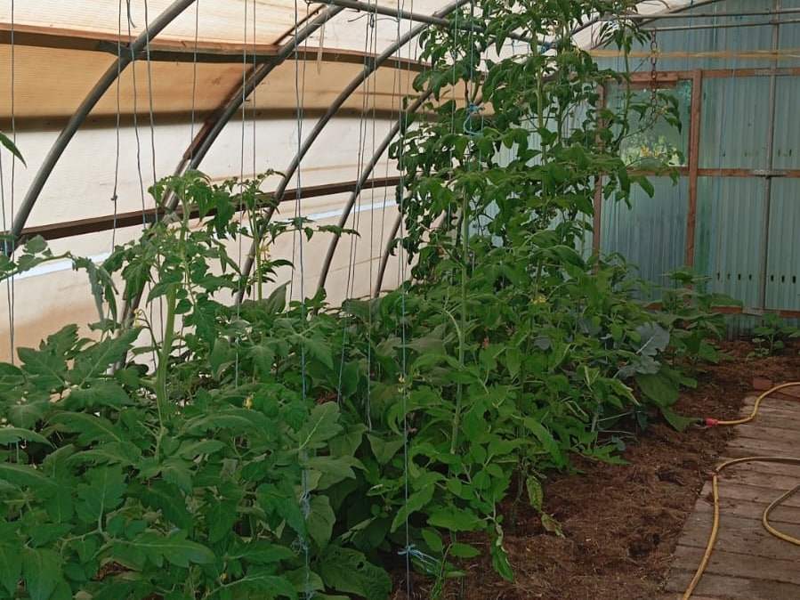 Blick der Länge nach durch das Gewächshaus: unter der Bogenkonstruktion aus Rohren ranken Tomatenpflanzen an Schnüren, links das Beet aus dunkler Erde, rechts ein Weg aus roten Ziegeln.